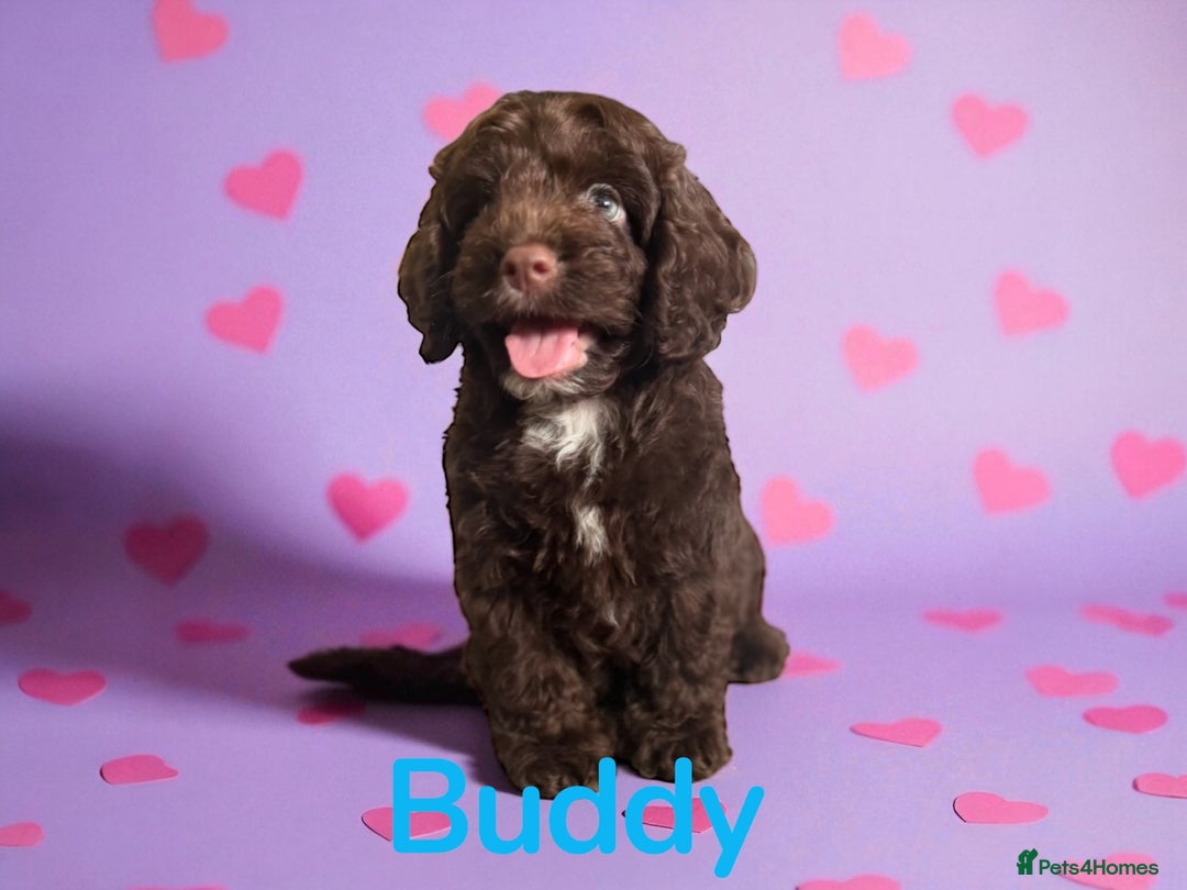 Cockapoo dogs for sale: ⭐️READY NOW⭐️Stunning DNA clear C f1 choc  - Image 9