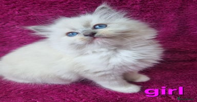 Ragdoll cats - Advert 4