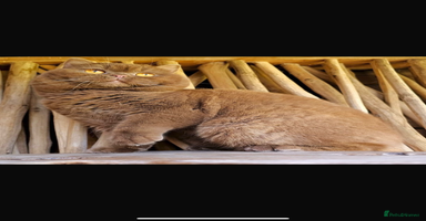 British Shorthair cats - Advert 10