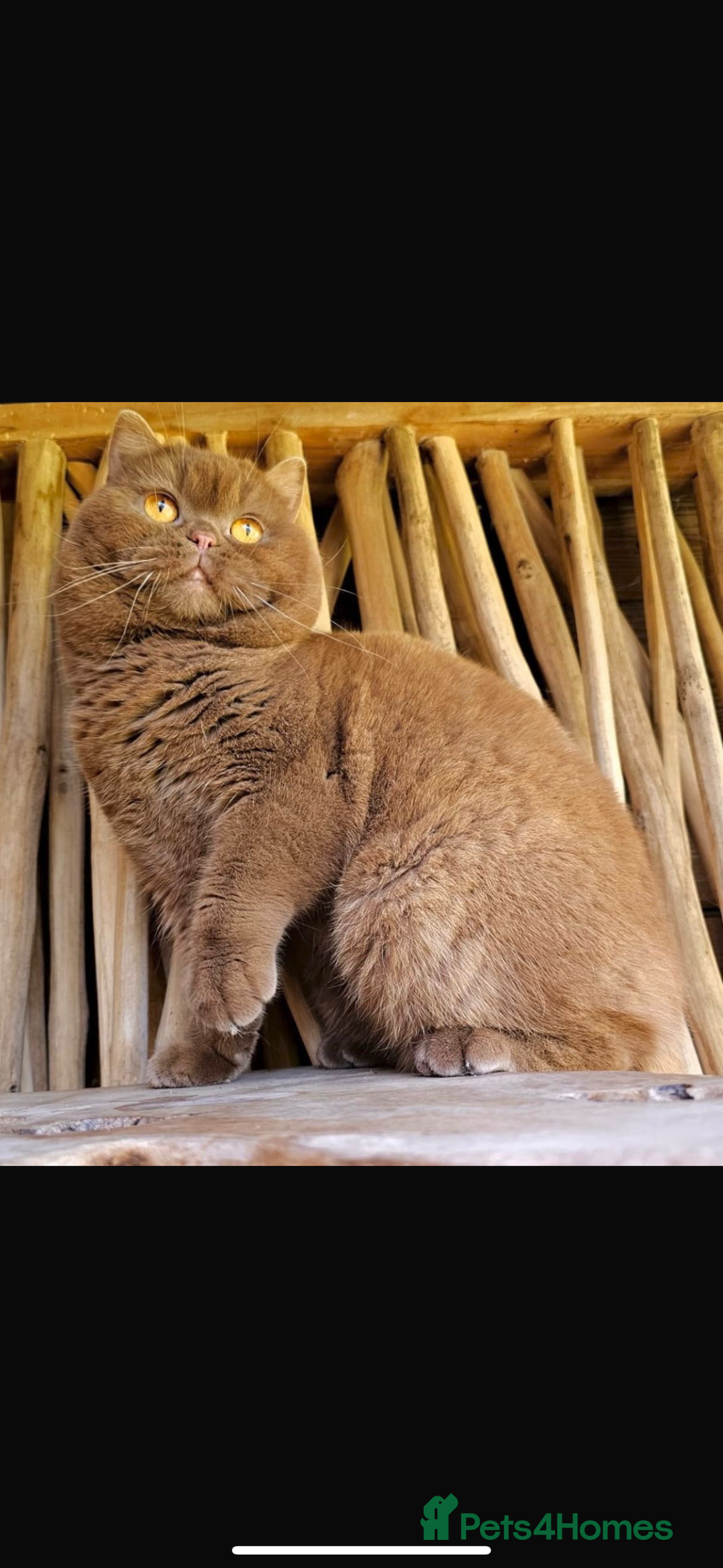 British Shorthair cats for sale: Cinnamon bsh girl  - Image 2