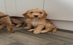Cockapoo dogs for sale: - 3 Cockapoo Puppies - ! collect today ! Chester - - Image 12