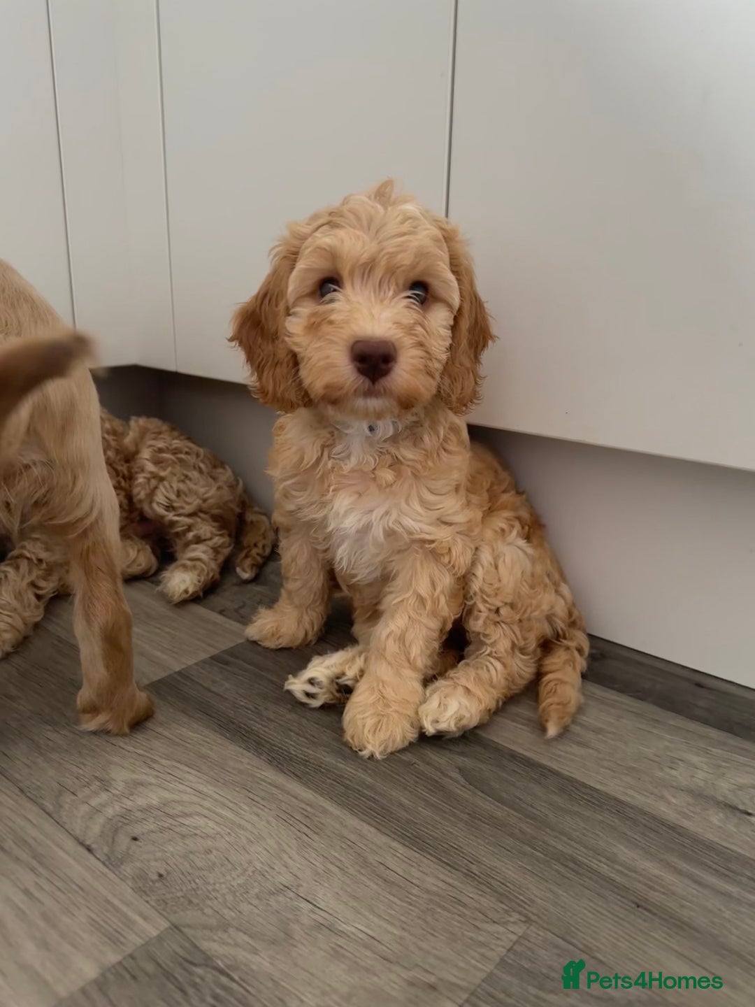 Cockapoo dogs for sale: - 3 Cockapoo Puppies - ! collect today ! Chester - - Image 12