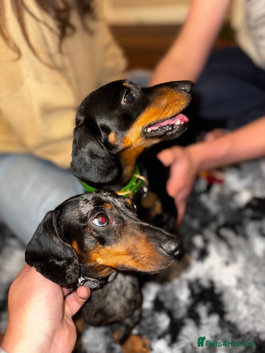 Miniature Dachshund dogs for sale: 2 Stunning Black and Tan Boys available🤎🖤 - Advert 4