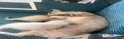 Ragdoll cats for sale: Gorgeous baby Ragdoll boys  in Truro - Advert 6