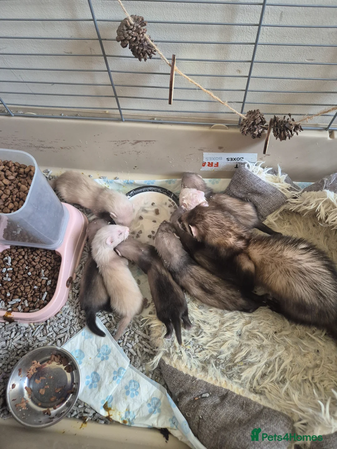 Ferret rodents for sale: Good morning - Advert 2