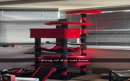 Domestic Shorthair cats for sale: Kitten for sale  - Image 8