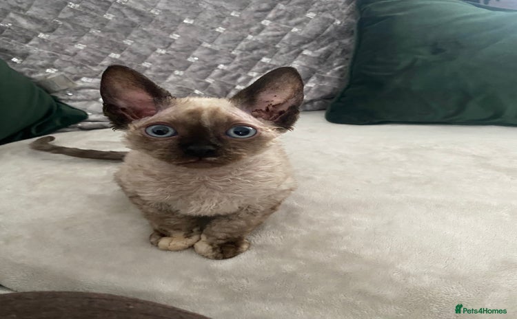 Devon Rex cats - Advert 1
