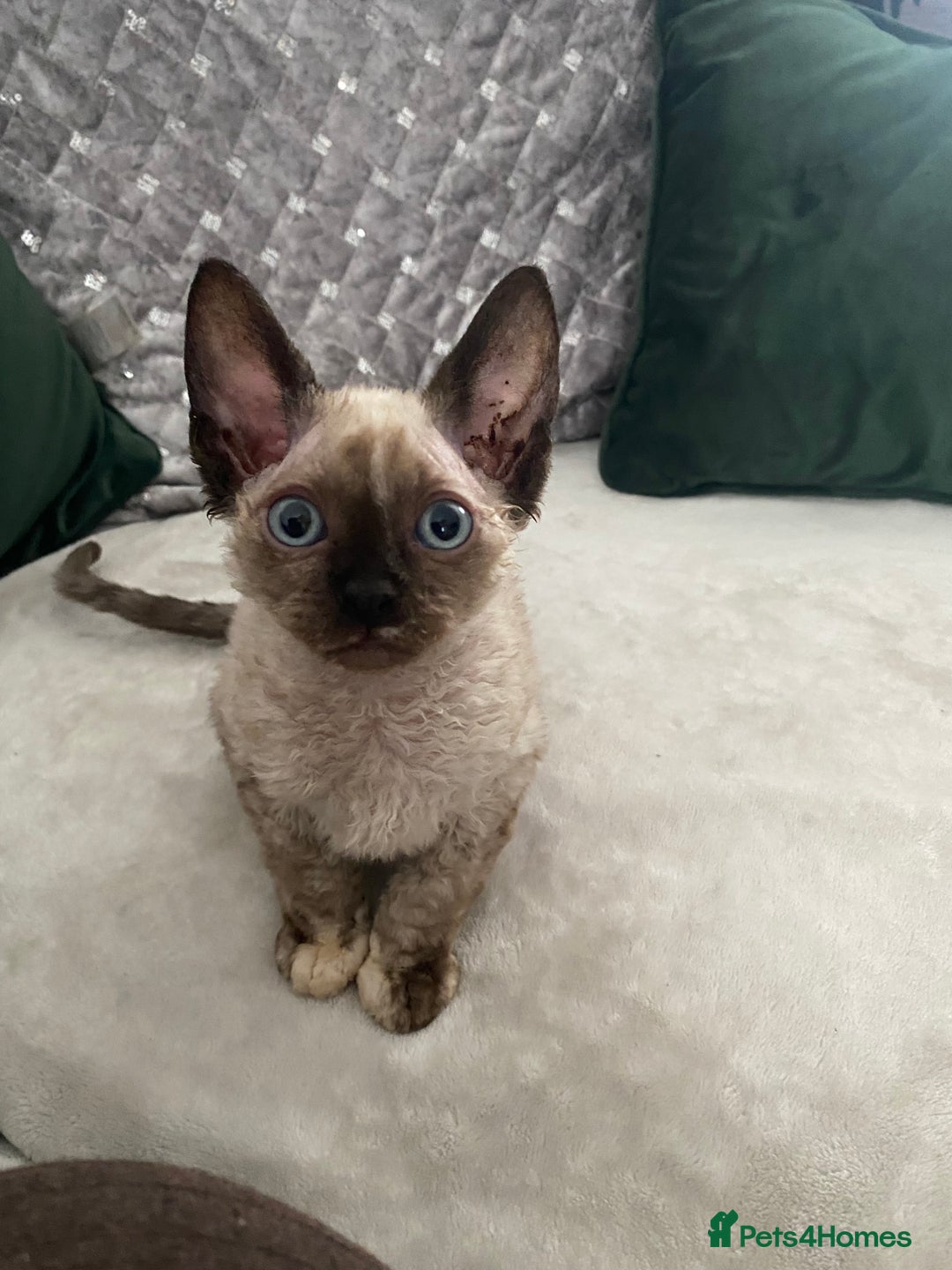 Devon Rex cats for sale: Beautiful girl ready for her new home - Image 1