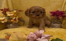 Cavalier King Charles Spaniel dogs for sale: 🐾Beautiful cavalier king Charles🐾  - Image 1
