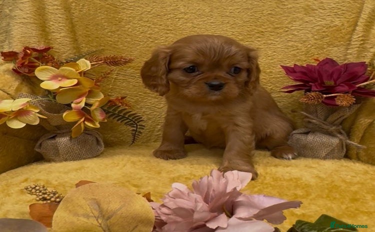 Cavalier King Charles Spaniel dogs - Advert 2