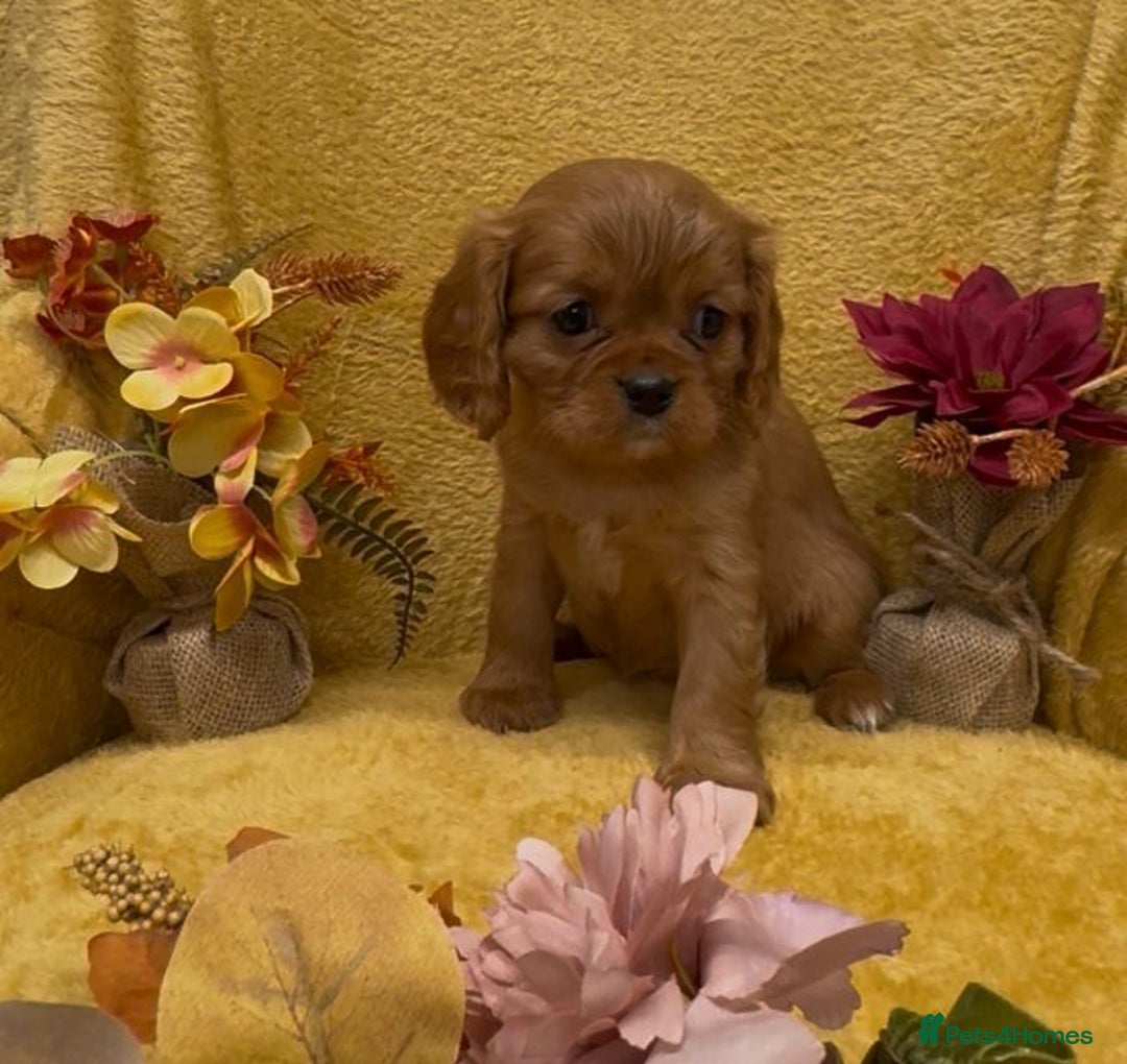 Cavalier King Charles Spaniel dogs for sale: 🐾Beautiful cavalier king Charles🐾  - Image 1