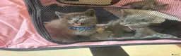 British Shorthair cats for sale: British Shorthair kittens  - Advert 7