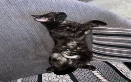 Domestic Shorthair cats for sale: Two male cats  - Image 9