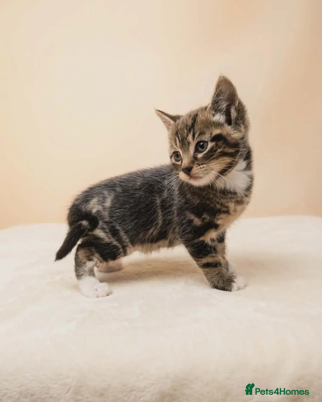 Mixed Breed cats for sale: Kittens - Advert 6