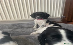 English Springer Spaniel dogs for sale: Beautiful English Springer Spaniels - Image 19
