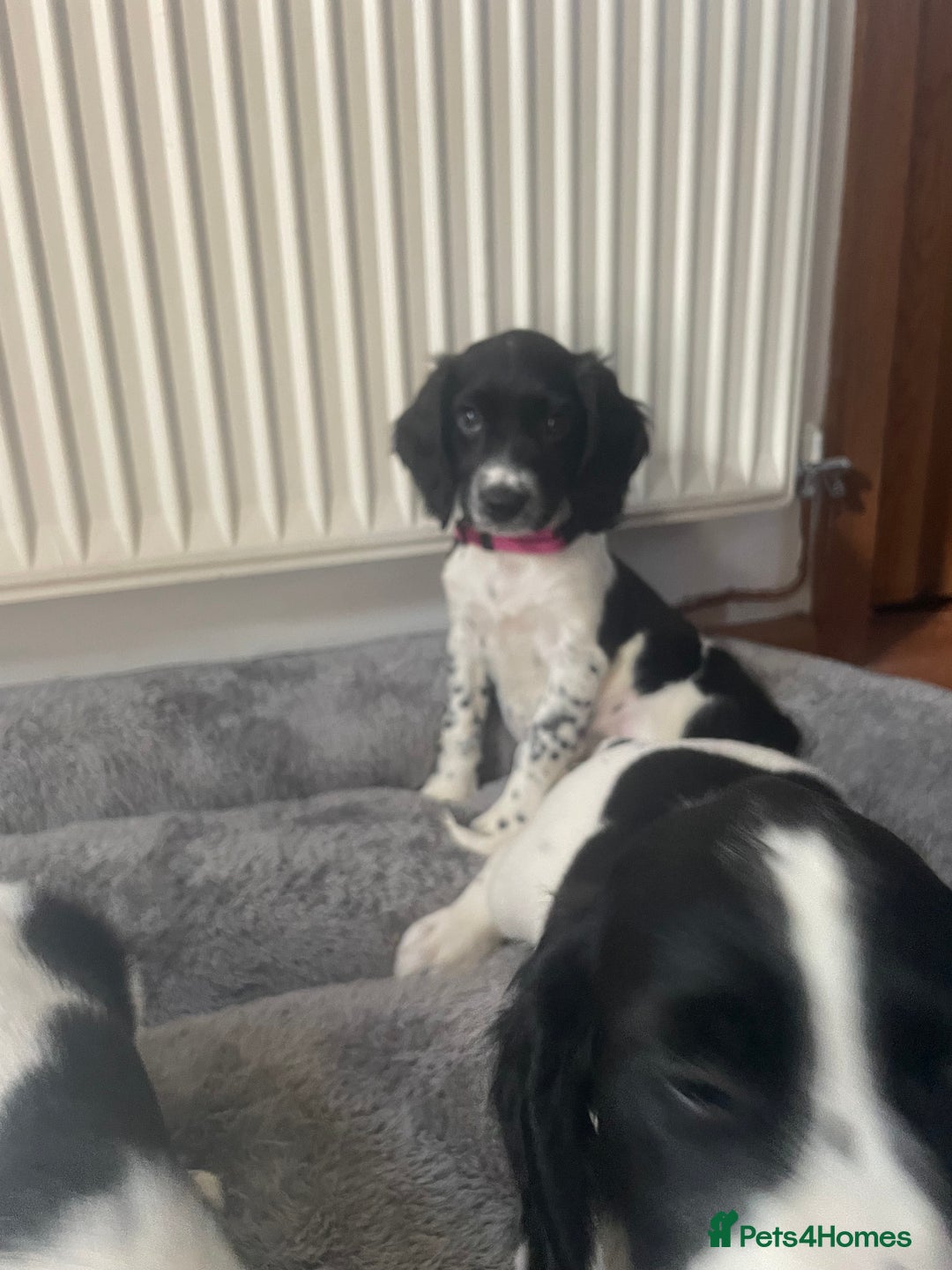 English Springer Spaniel dogs for sale: Beautiful English Springer Spaniels - Image 19