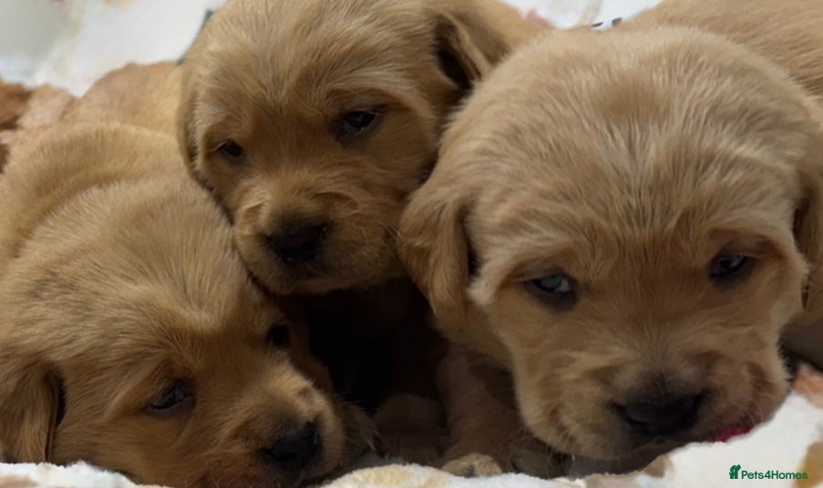 Goldador dogs SUPER GORGEOUS RED GOLDADOR PUPPIES ❤️ - Advert 3