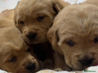 Goldador dogs SUPER GORGEOUS RED GOLDADOR PUPPIES ❤️ - Advert 5
