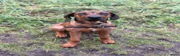 Rhodesian Ridgeback dogs for sale: KC Registered Ridgeback Male Seeking Forever Home  in Huntingdon - Advert 9