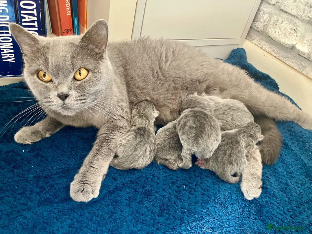 British Shorthair cats for sale: 💙 British shorthair 💙 - Advert 2