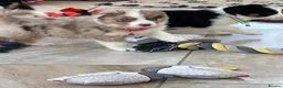 Australian Shepherd dogs for sale: Boys and girls available  - Advert 8