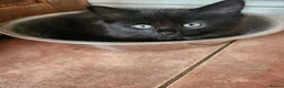 Mixed Breed cats for sale: 3 Beautiful Kittens for sale - Advert 8
