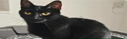Bombay cats for sale: 2 pure black female kittens  - Advert 5