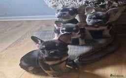 French Bulldog dogs for sale: FRENCH BULLDOG PUPPIES READY NOW!   🐾 - Image 9