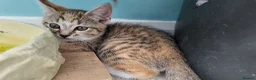 Mixed Breed cats for sale: 🐱 3 Beautiful Friendly Tabby Kittens in Milton Keynes - Advert 24
