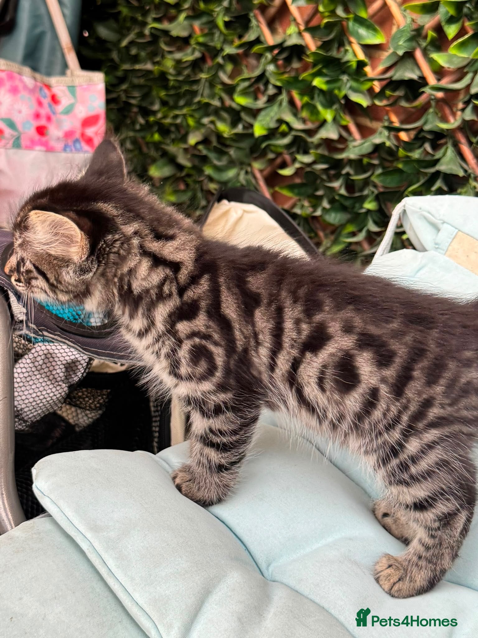 Bengal cats Bengal x kittens available  - Advert 1