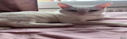 Domestic Shorthair cats for sale: Beautiful white adult female cat - Advert 6