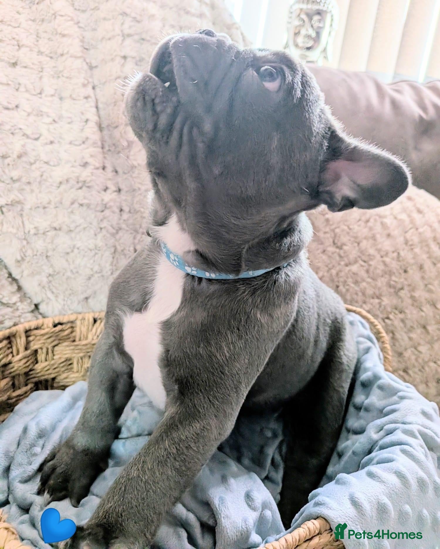 French Bulldog dogs French Bulldog puppies  - Advert 1