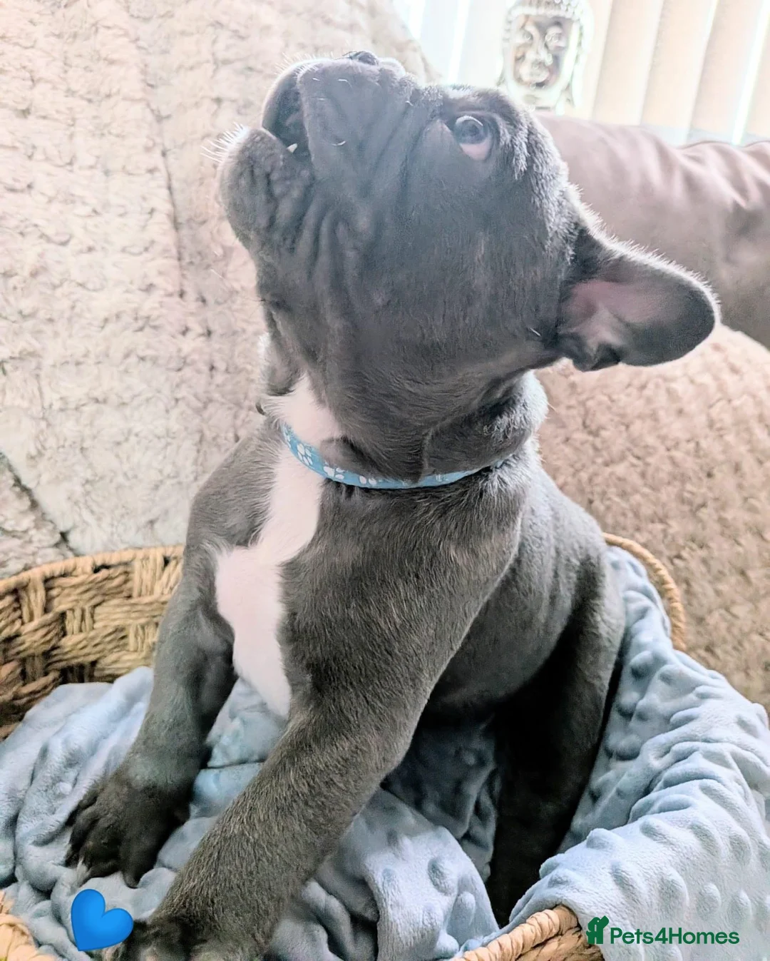 French Bulldog dogs for sale: French Bulldog puppies  - Advert 2