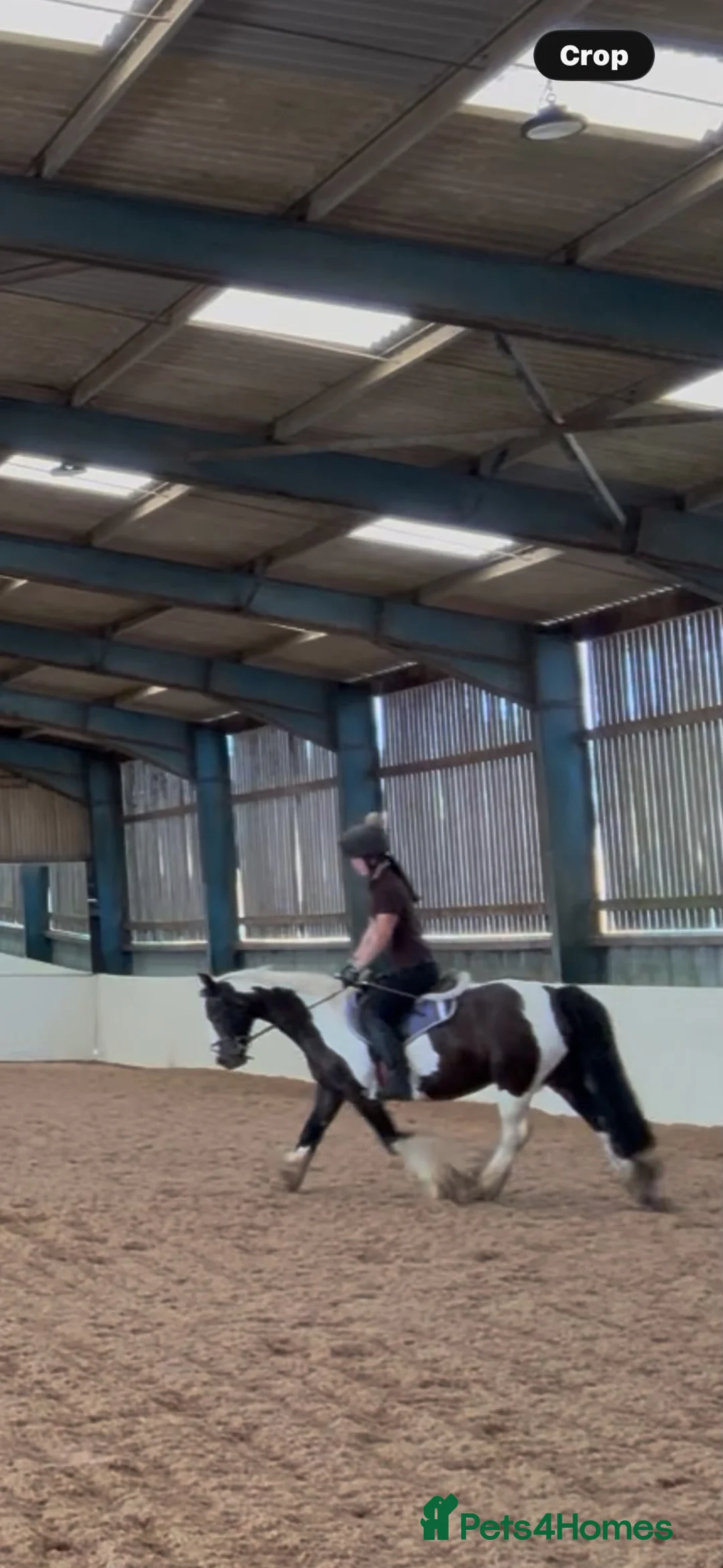 Irish Cob horses for sale: Smart Gypsy Cob Mare in Northampton - Advert 3