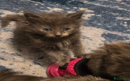 Mixed Breed cats for sale: Mix breed kittens  - Image 10