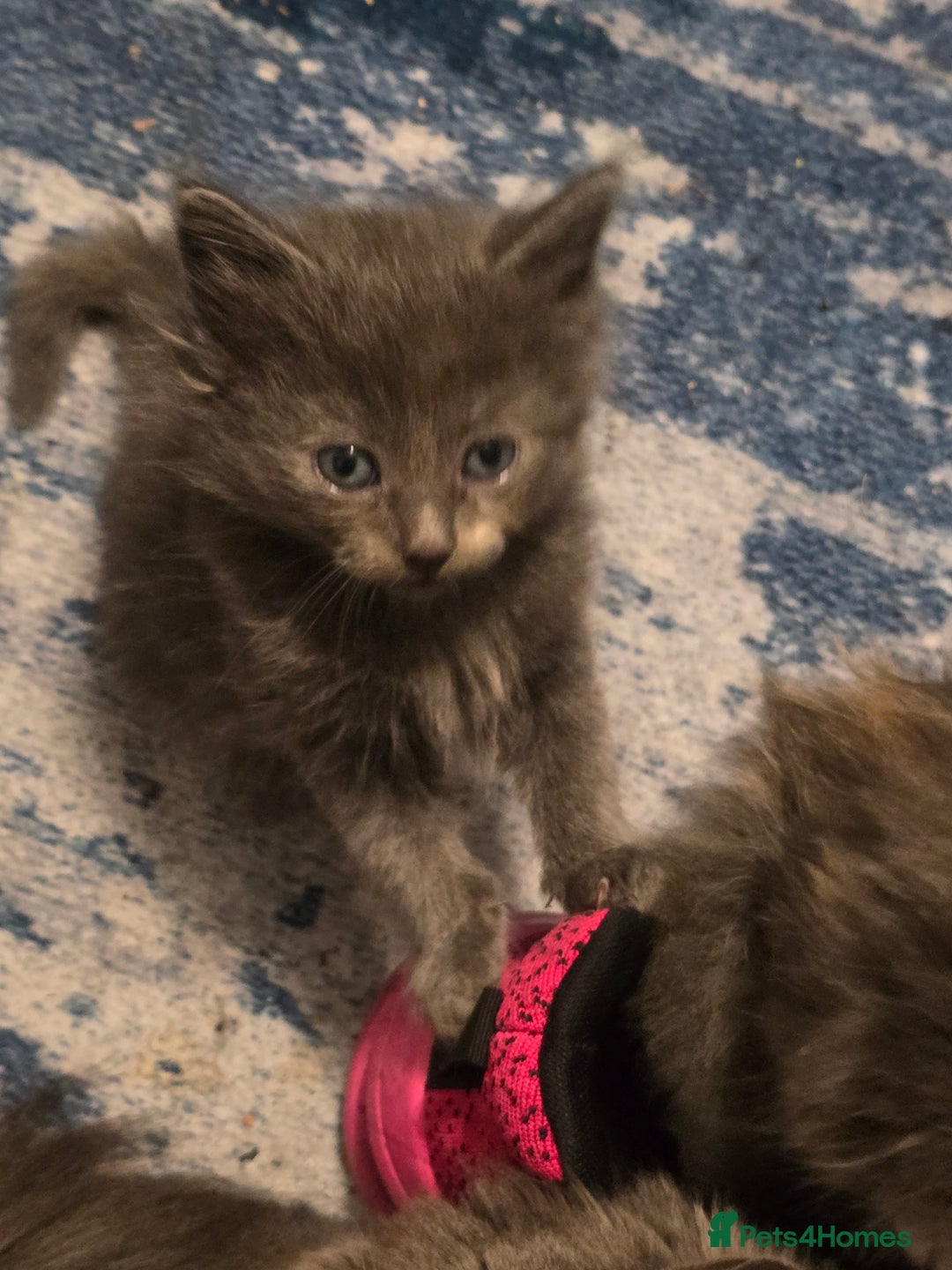 Mixed Breed cats for sale: Mix breed kittens  - Image 10