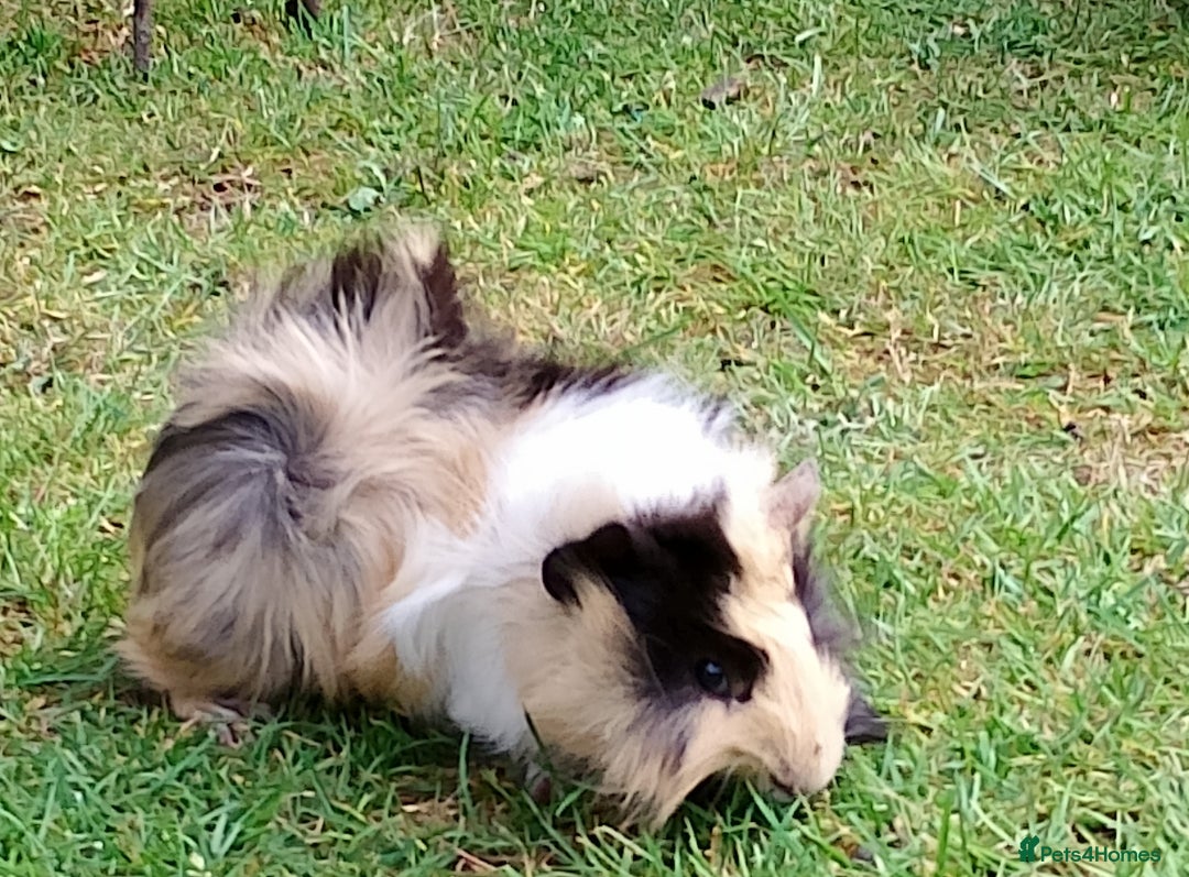 Guinea Pig rodents for sale: Beautiful baby boy  - Image 12
