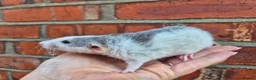 Rat rodents for sale: Various dumbo rats  - Advert 10