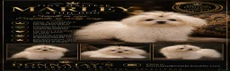 Maltese dogs for stud: Donnajays 5* PROVEN, HEALTH TESTED & PROFESSIONAL - Advert 2