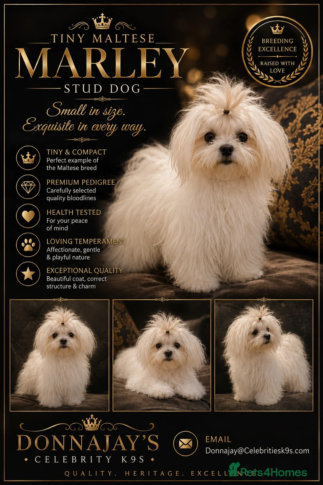 Maltese dogs for stud: Donnajays 5* PROVEN, HEALTH TESTED & PROFESSIONAL - Advert 2