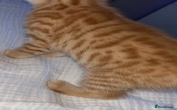 Mixed Breed cats for sale: 2 male Bengal mix kittens (ginger, black/grey) - Advert 5