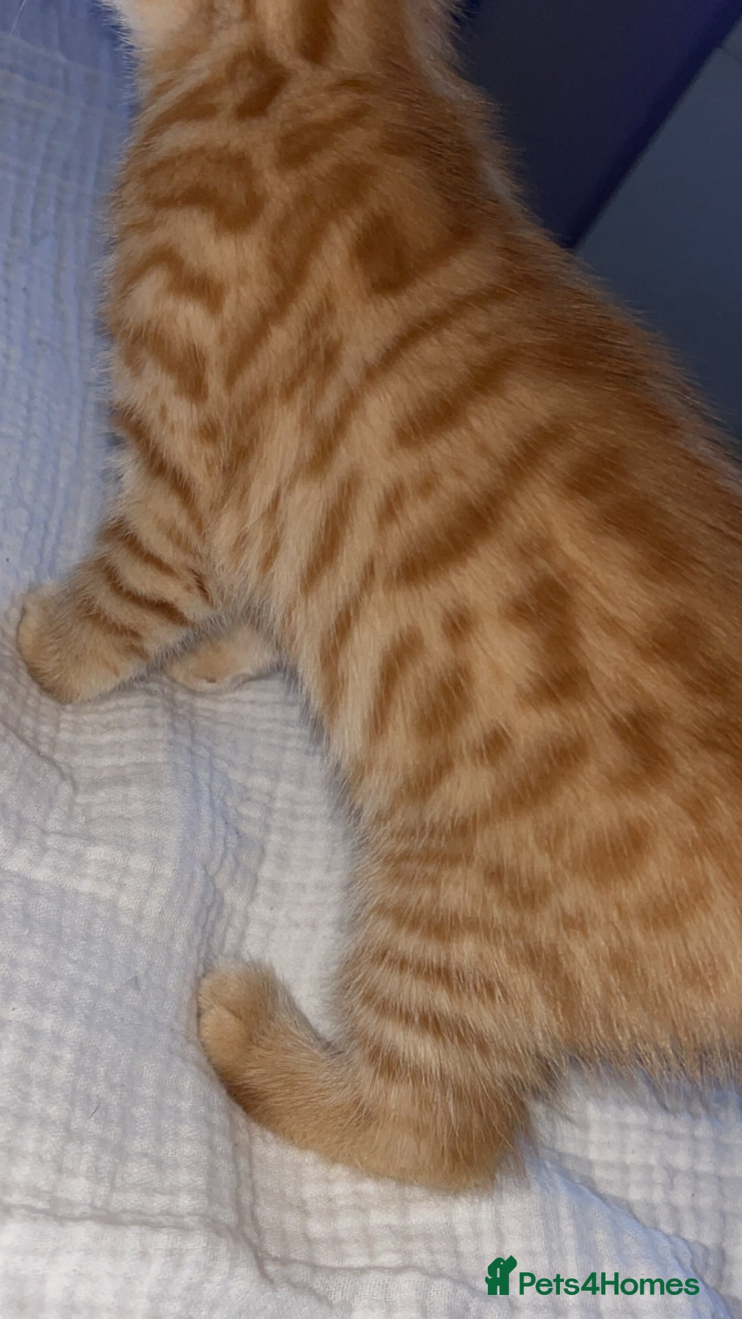Mixed Breed cats for sale: 2 male Bengal mix kittens (ginger, black/grey) - Advert 5