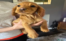 Cocker Spaniel dogs for sale: Fox red cocker spaniel pups  - Image 8