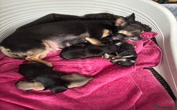 Chihuahua dogs for sale: Chihuahua Puppies For Sale Eastbourne  - Image 14