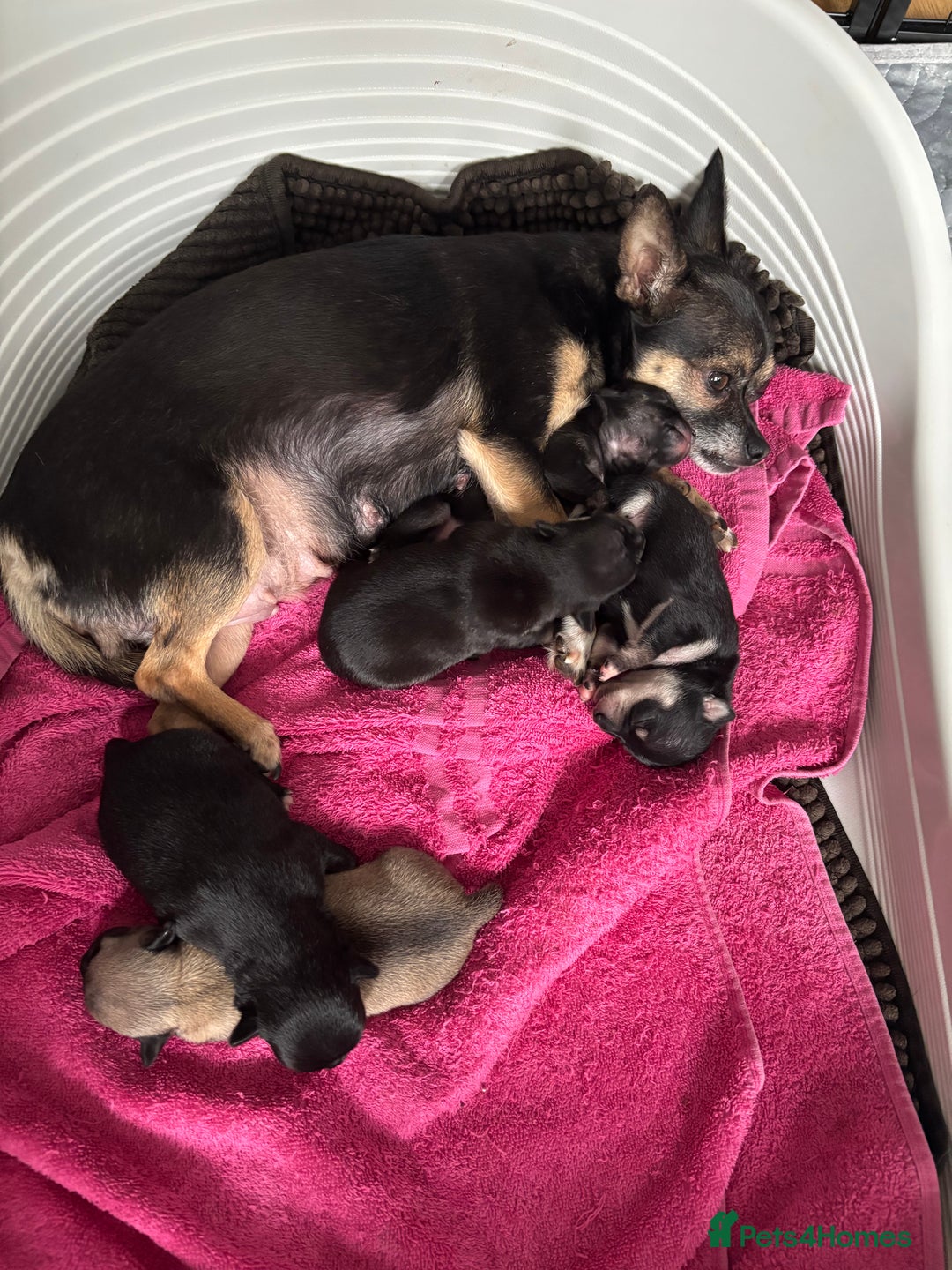 Chihuahua dogs for sale: Chihuahua Puppies For Sale Eastbourne  - Image 14