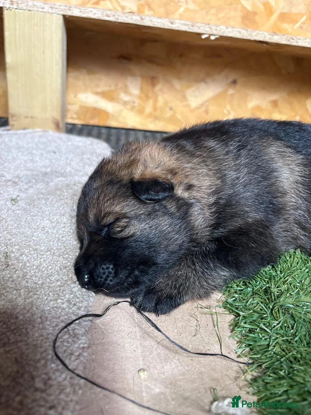 German Shepherd dogs for sale: DDR X Czech line Puppies  - Advert 2