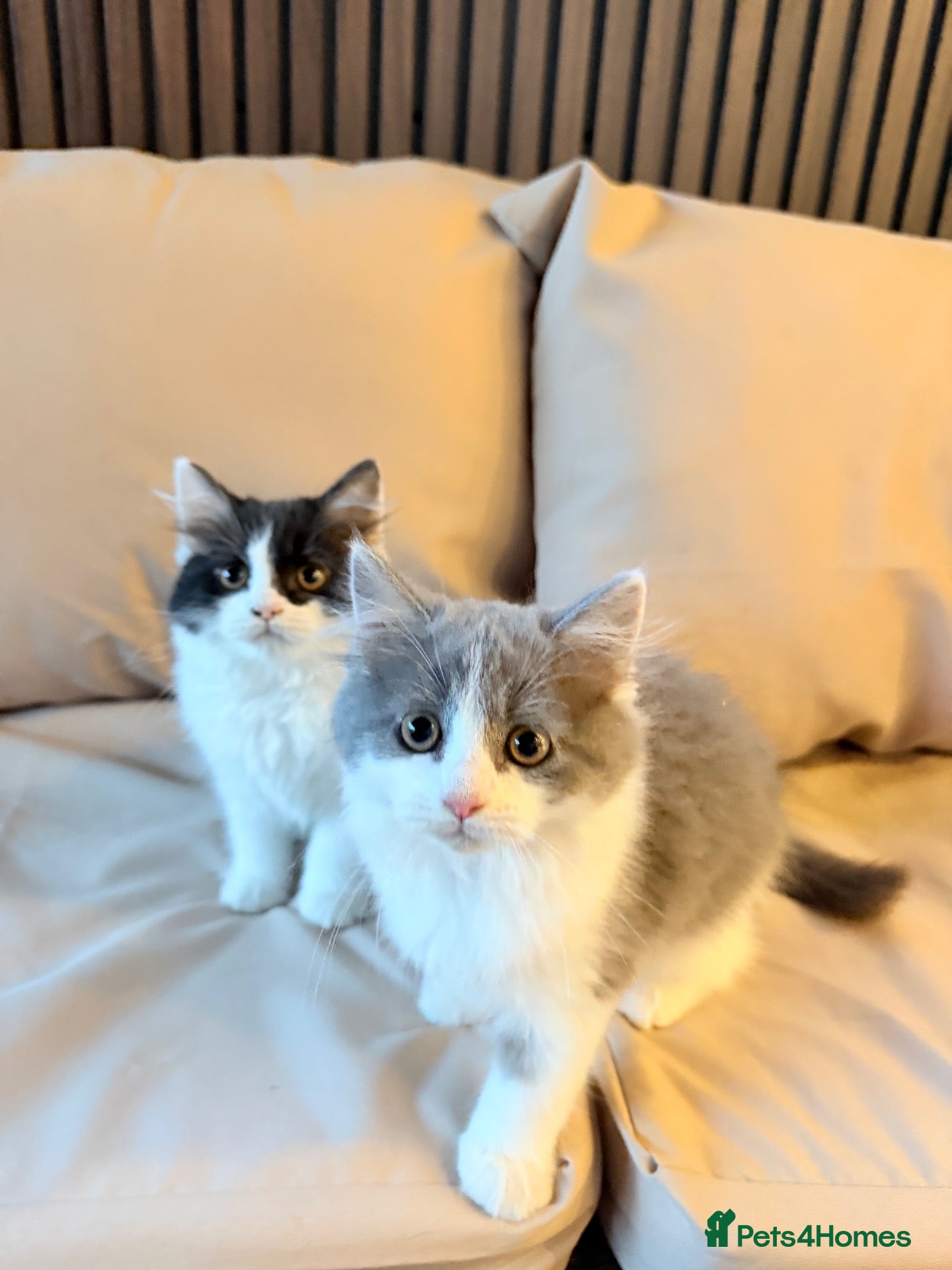 Mixed Breed cats Beautiful Kittens – 1Boy & 2 Girls  - Advert 1