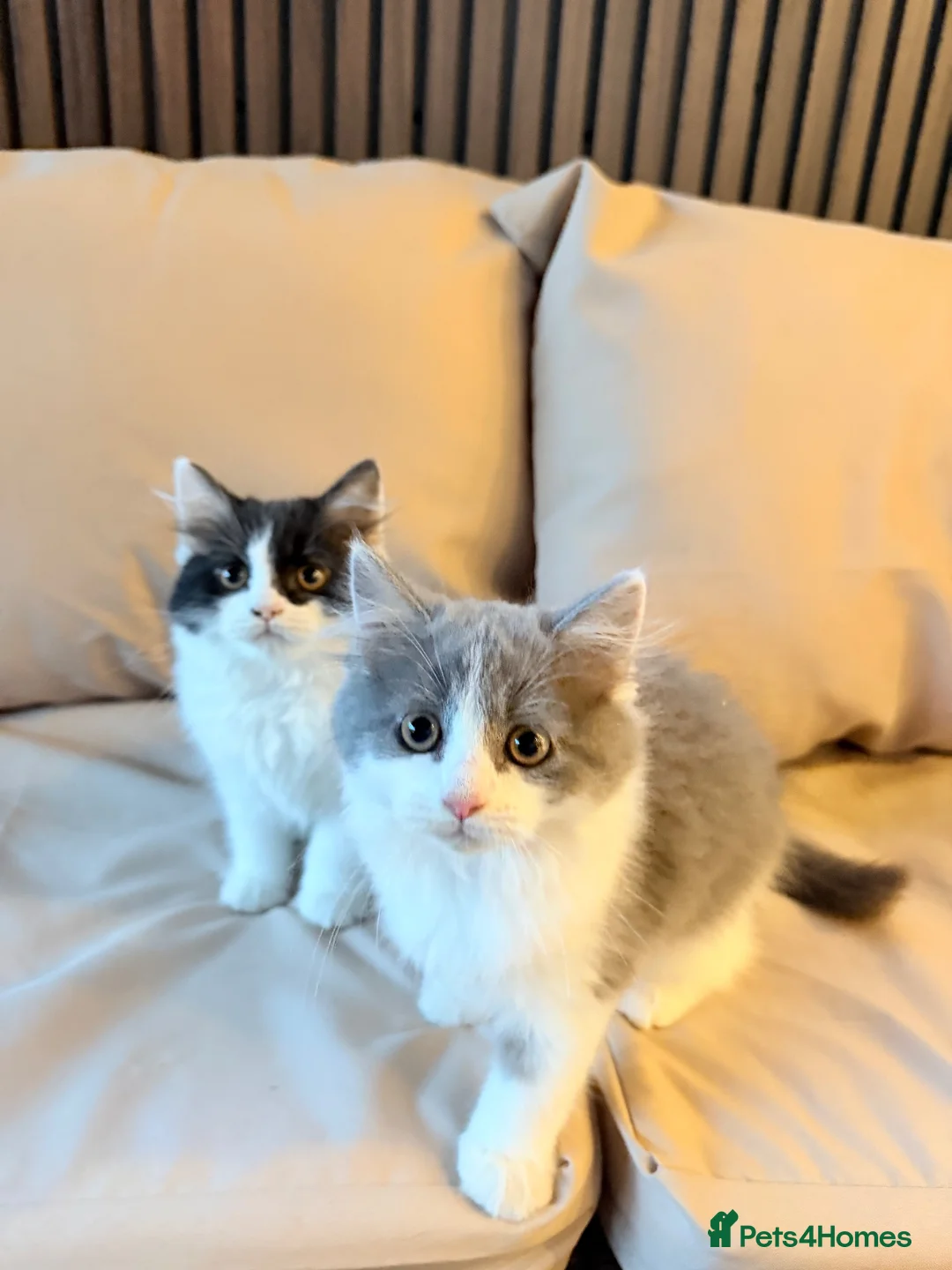 Mixed Breed cats for sale: Beautiful Kittens – 1Boy & 2 Girls  - Advert 1