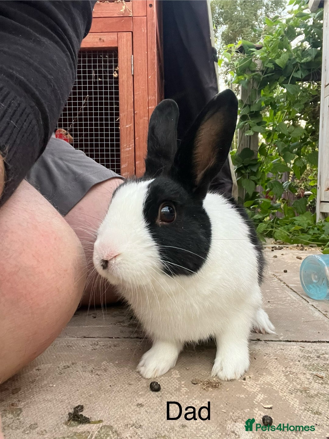 Dutch rabbits for sale: Baby rabbits for sale  - Image 5