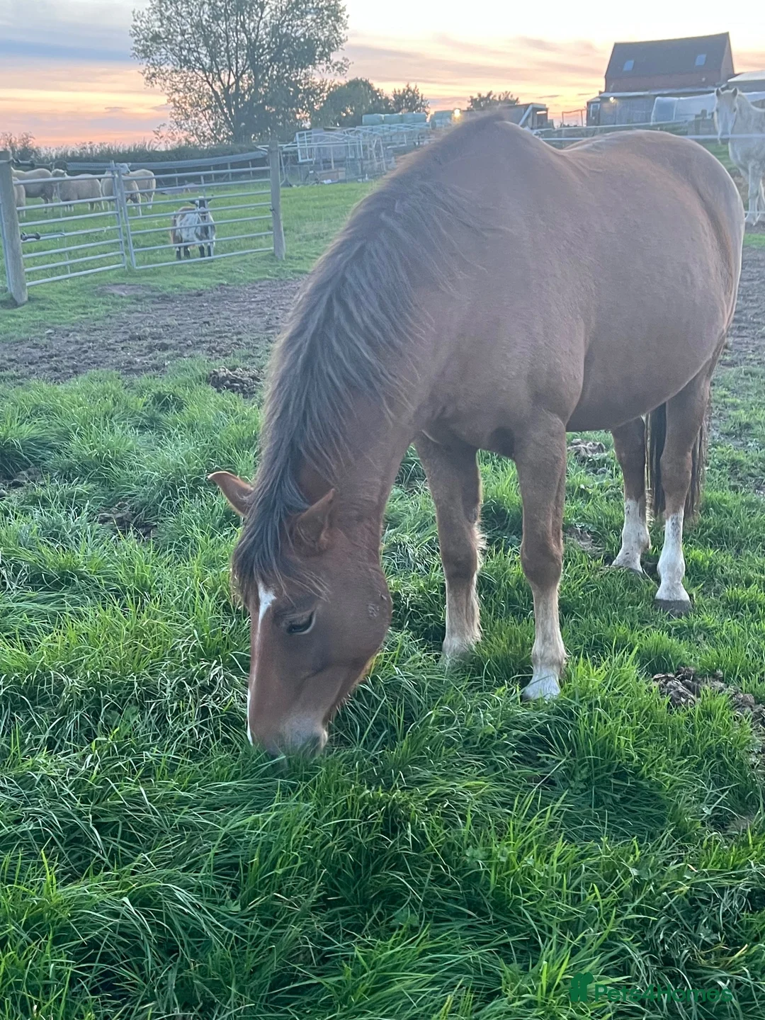 New Forest horses for sale: 13.1 new forest gelding  - Advert 2